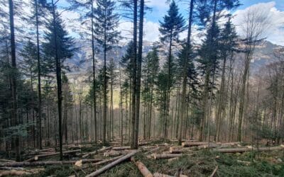 Waldrundgang mit dem Förster